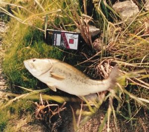 Whopper Stopper 1979 - Bass Fishing Archives